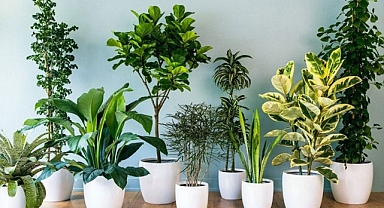 Evde NASA'nın önerdiği 12 hava temizleyici bitki