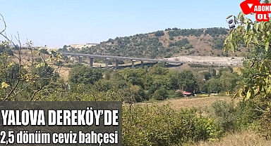Yalova Dereköy'de 2,5 dönüm ceviz bahçesi