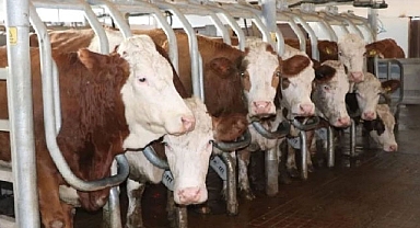 Hayvancılığa destek projesinin başvuru koşulları belli oldu