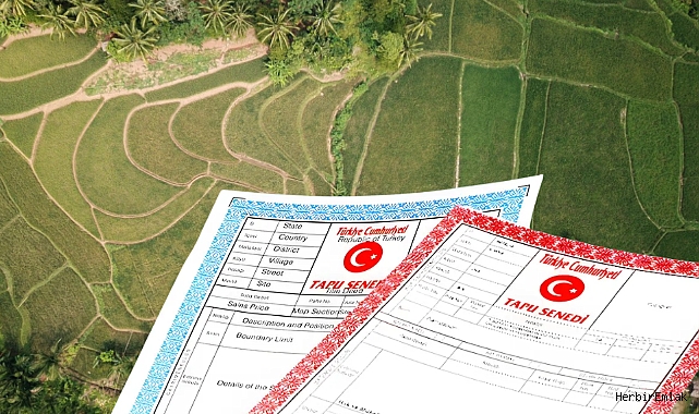 Orman vasfını yitiren ama 2B’ye girmeyen arazilere tapu yolu açılıyor