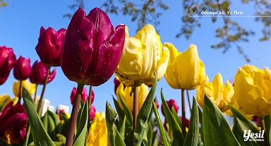 İstanbul’da lale mevsimi başlıyor: milyonlarca çiçekle bahar sahneye çıkıyor