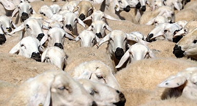 Kırsalda Bereket Küçükbaş Destek Projesi başladı: 100 baş hayvan verilecek! Şartlar ve başvuru detayları açıklandı