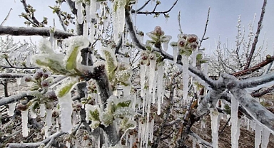 Meteoroloji’den zirai don alarmı: Türkiye genelinde risk artıyor