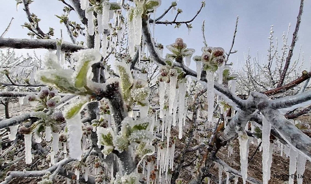 Meteoroloji'den zirai don alarmı: Türkiye genelinde risk artıyor