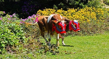 Yaylalarda 'sıkıyönetim' uygulaması başlıyor
