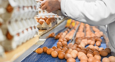 Yumurta fiyatlarında sert düşüş