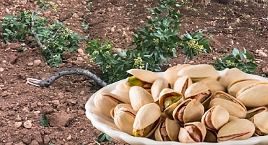 Gaziantep’te süper hücre felaketi, asırlık fıstık ağaçları yerle bir oldu