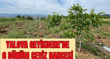 Yalova Geyikdere'de 6 dönüm ceviz bahçesi