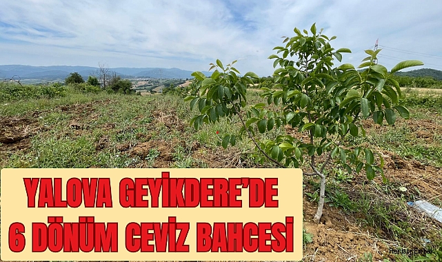 Yalova Geyikdere'de 6 dönüm ceviz bahçesi